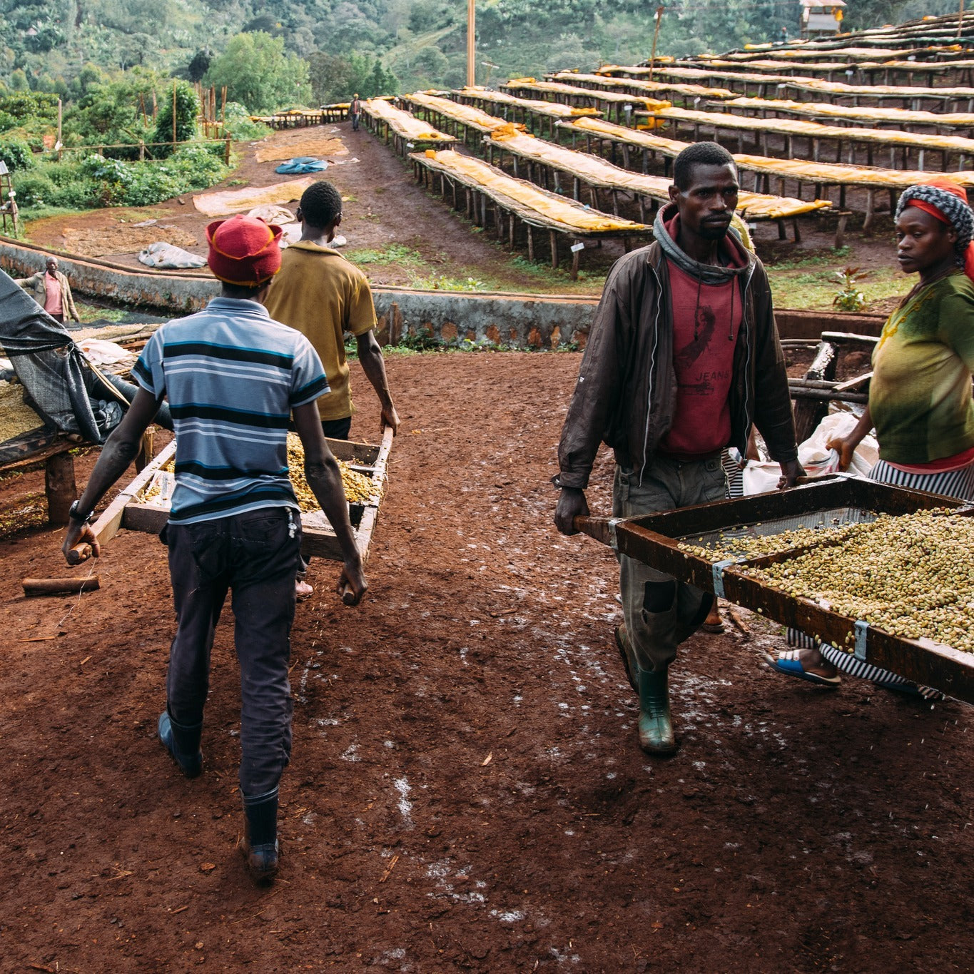 Workers carrying trays with greenery in a farm setting