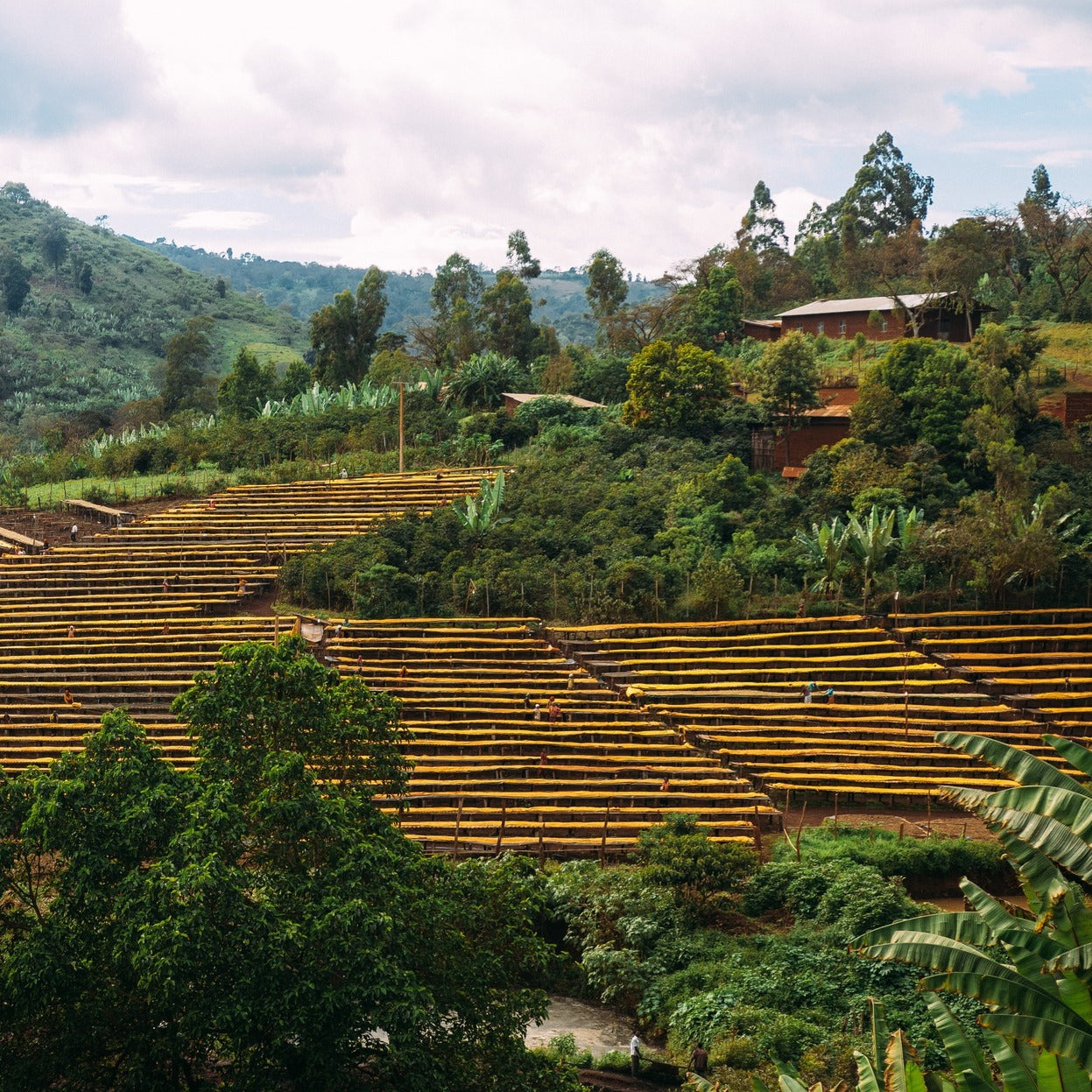 Hillside with rows of wooden planks and greenery under a cloudy sky