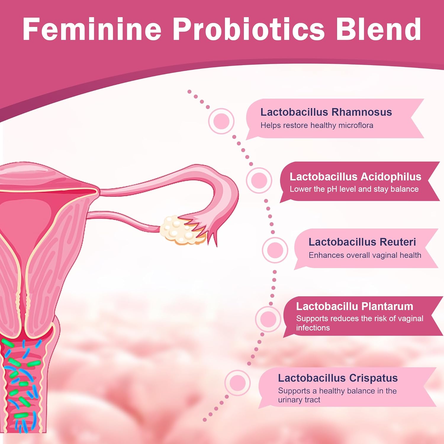 Diagram of female reproductive system with text about different types of probiotics on a pink background