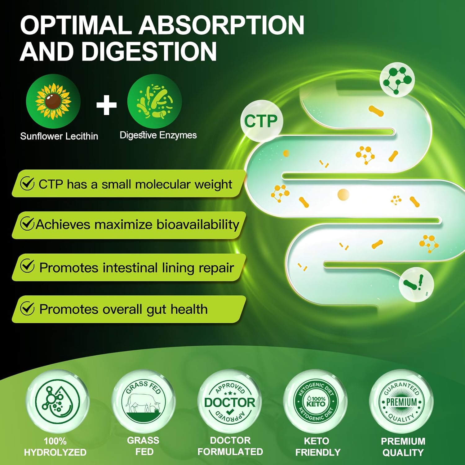 Diagram of sunflower lecithin and digestive enzymes with CTP, promoting optimal absorption and digestion.