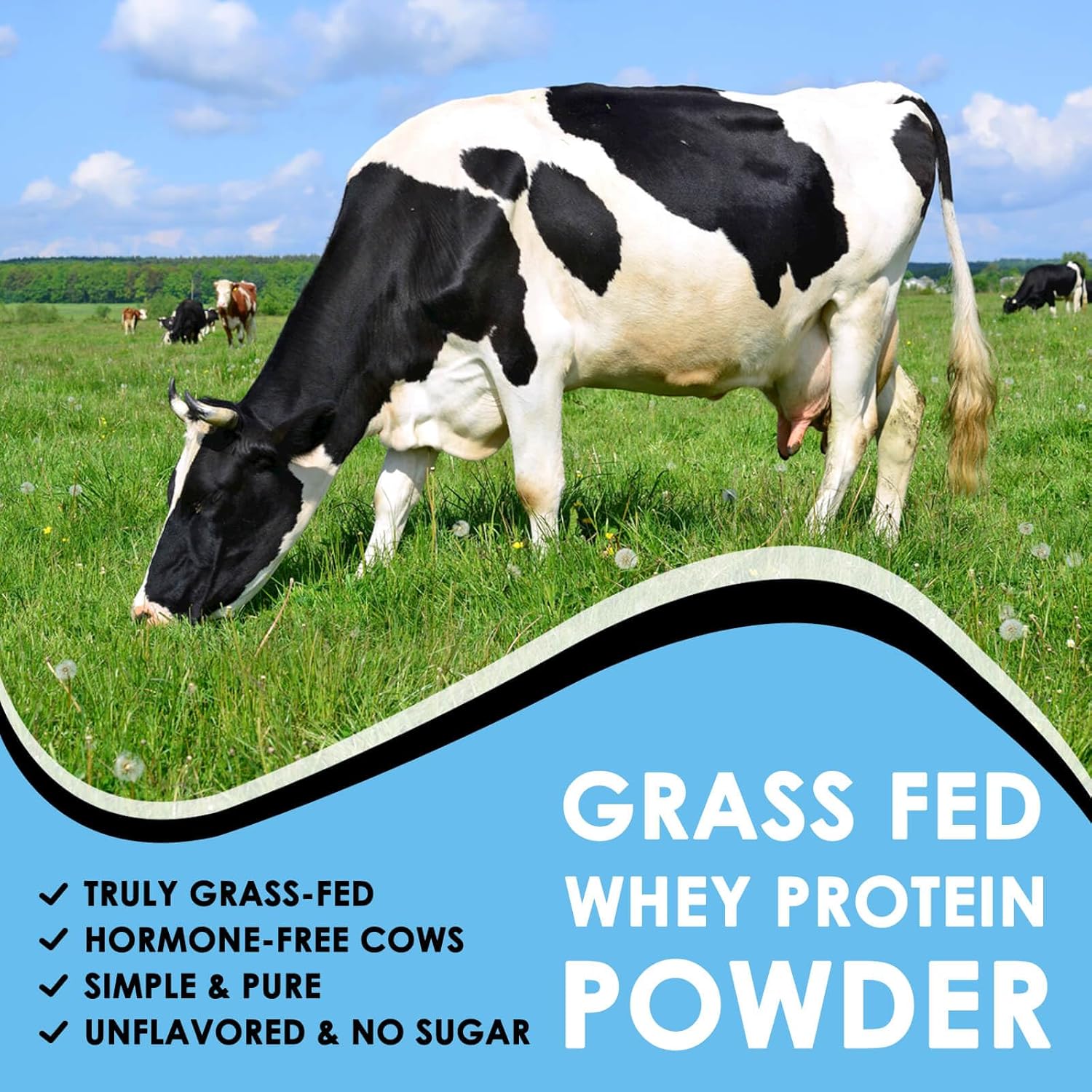Cow grazing in a field with text about grass-fed whey protein powder.