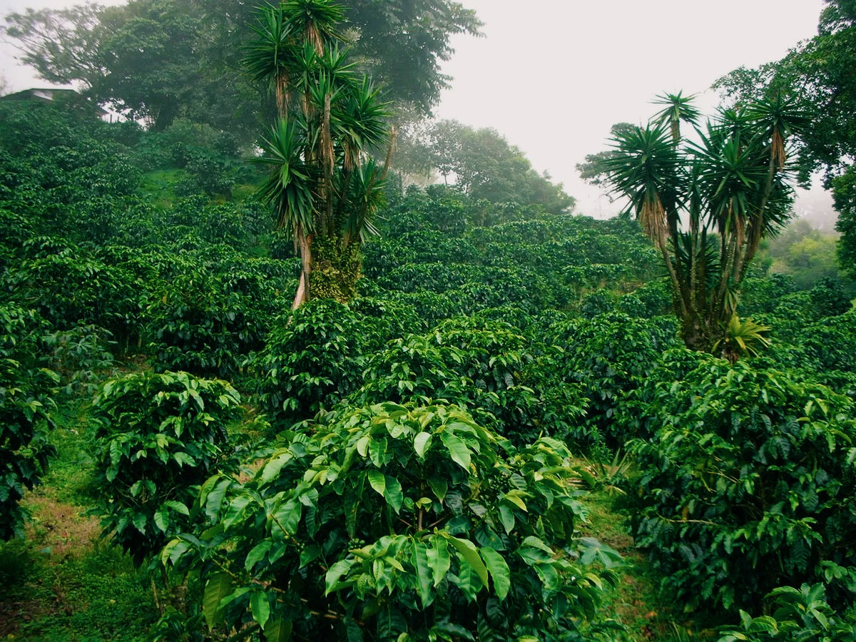 Coffee plantation with coffee trees in a misty forest